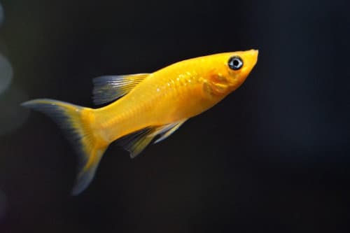 Molly Gold (Poecilia sphenops) — uma das variedades mais populares da molinésia, conhecida pela coloração dourada vibrante.
