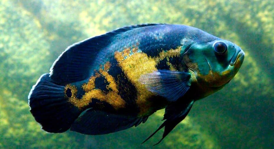 Peixe Oscar: O Guia Completo do Apaiari