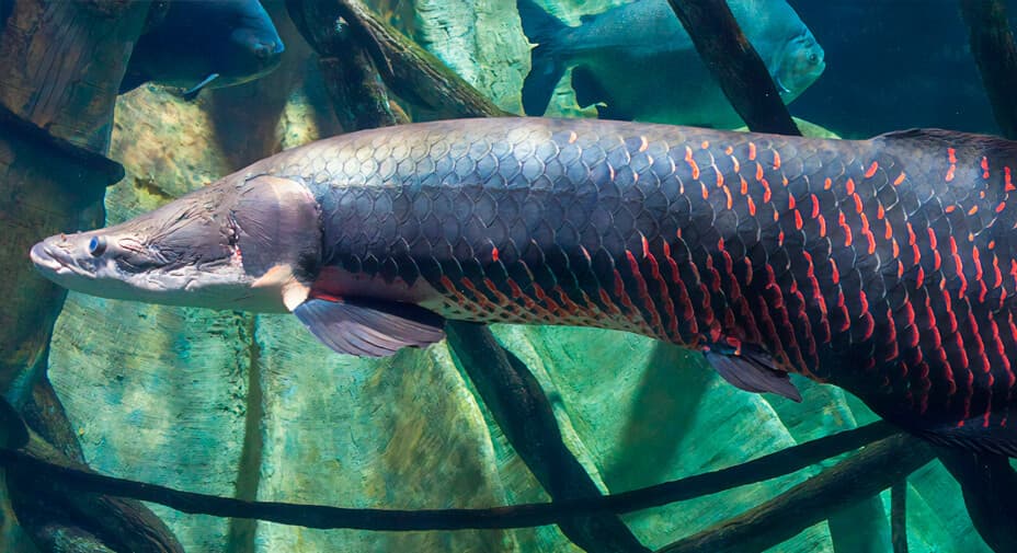Os 10 Maiores Peixes de Água Doce do Mundo