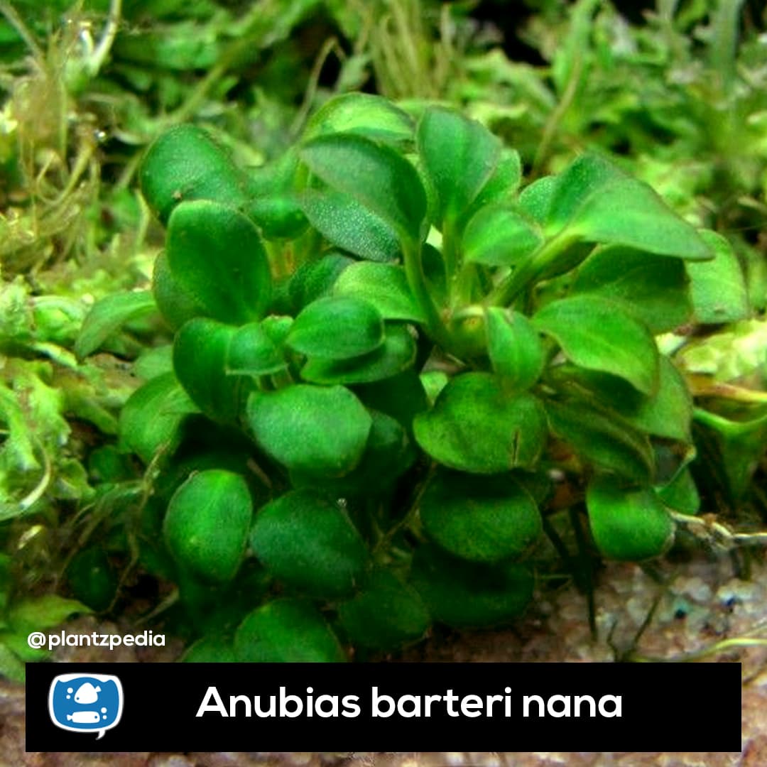 Anubias barteri var. nana em tronco