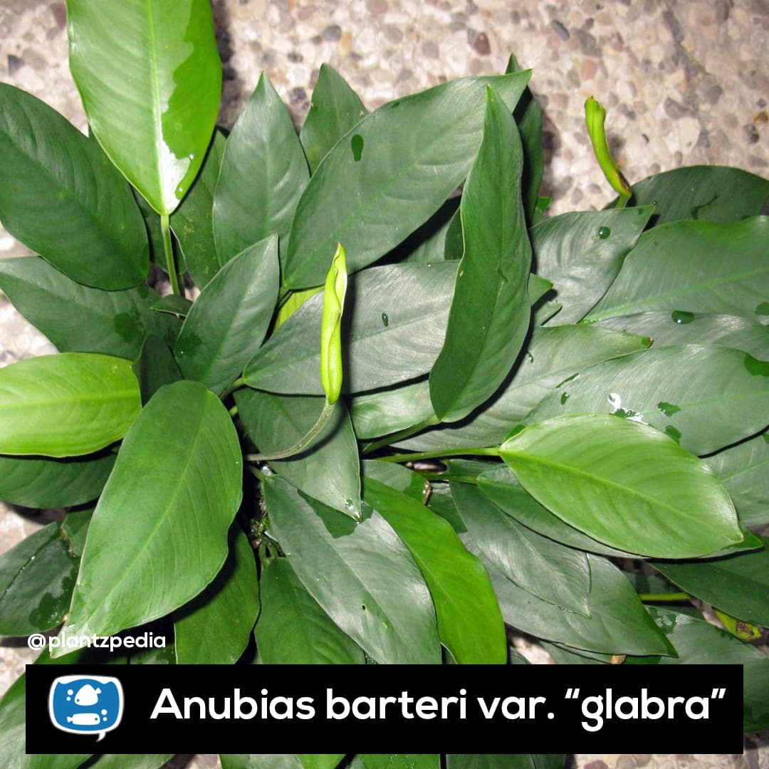Anubia Glabra (Lanceolata)