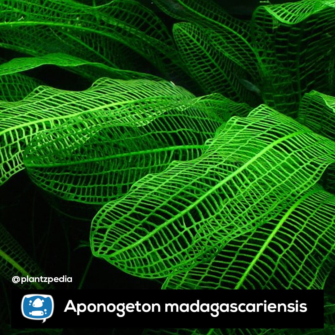Aponogeton madagascariense