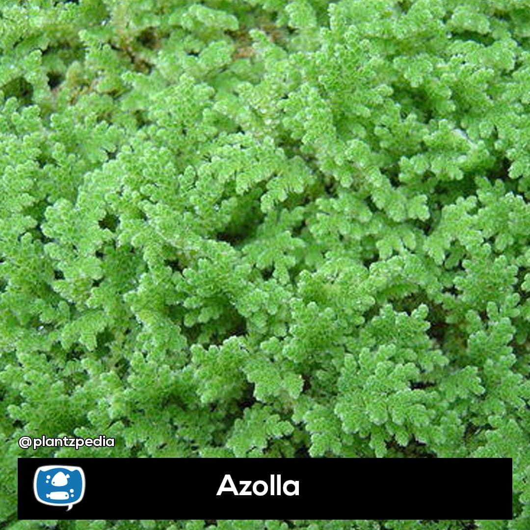 Azolla