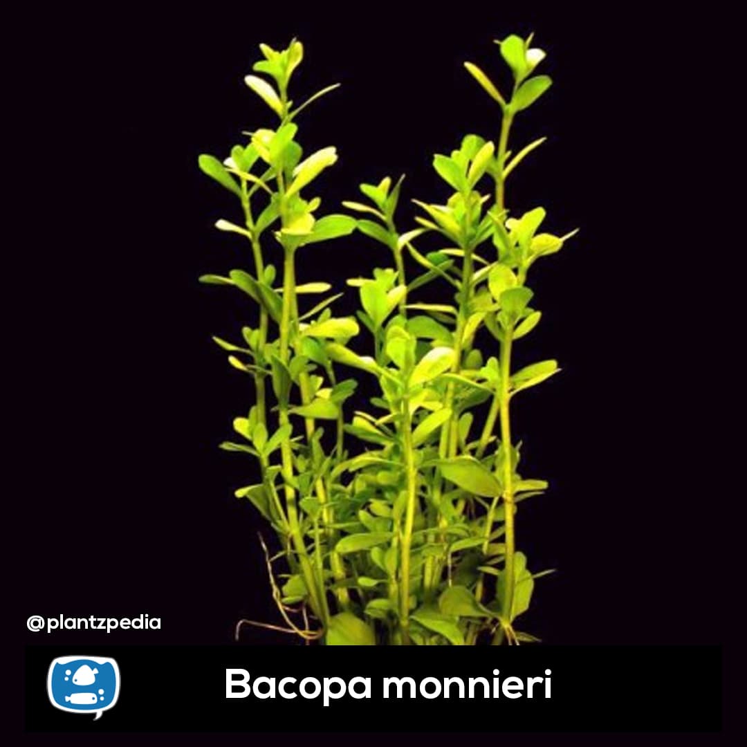 Bacopinha