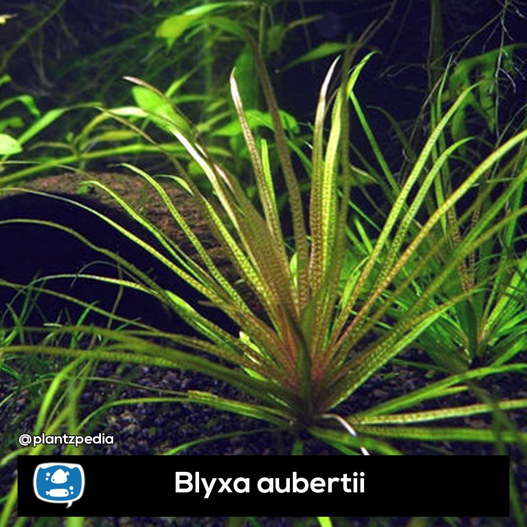 Bamboo Plant