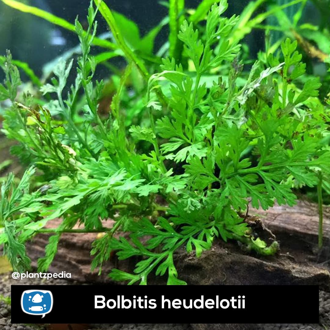 Bolbitis, Samambaia africana