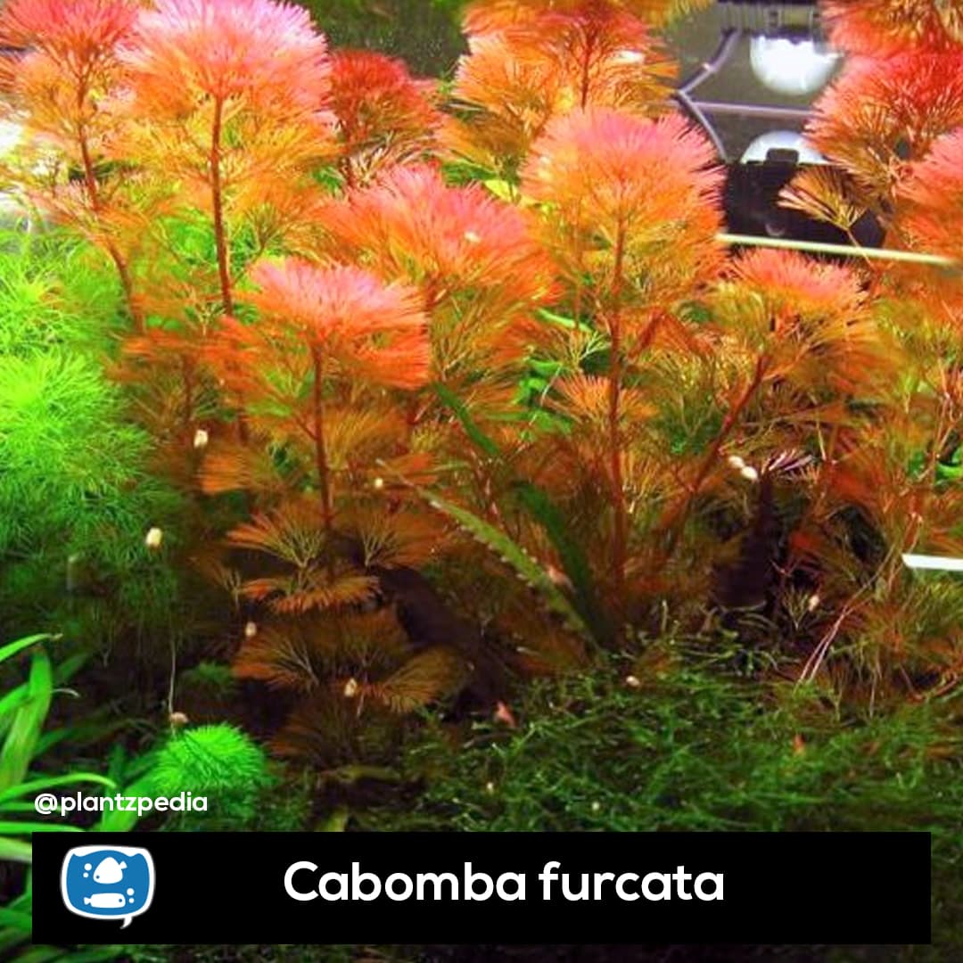 Cabomba Vermelha