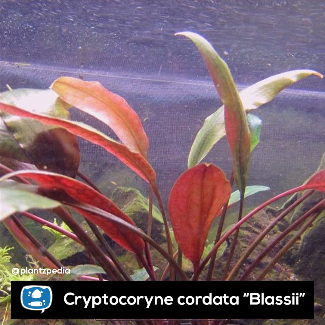 Criptocorine Blassii