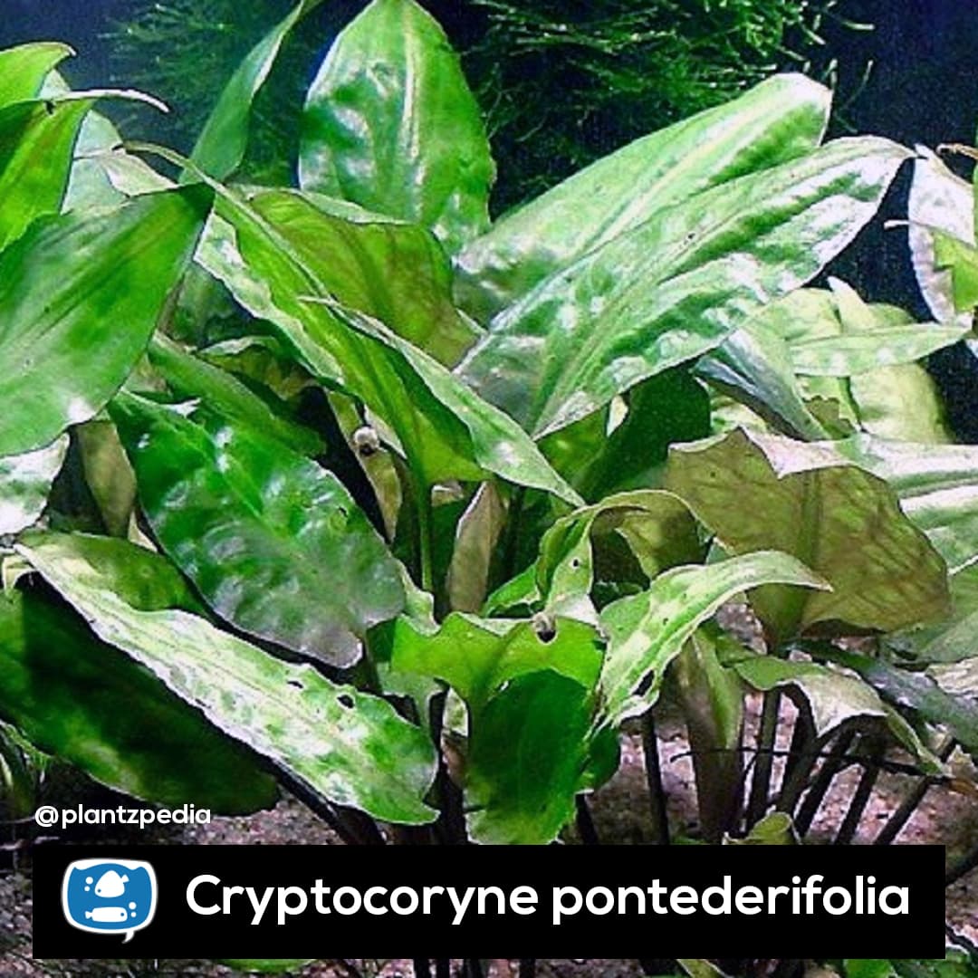Criptocorine Pontederifolia
