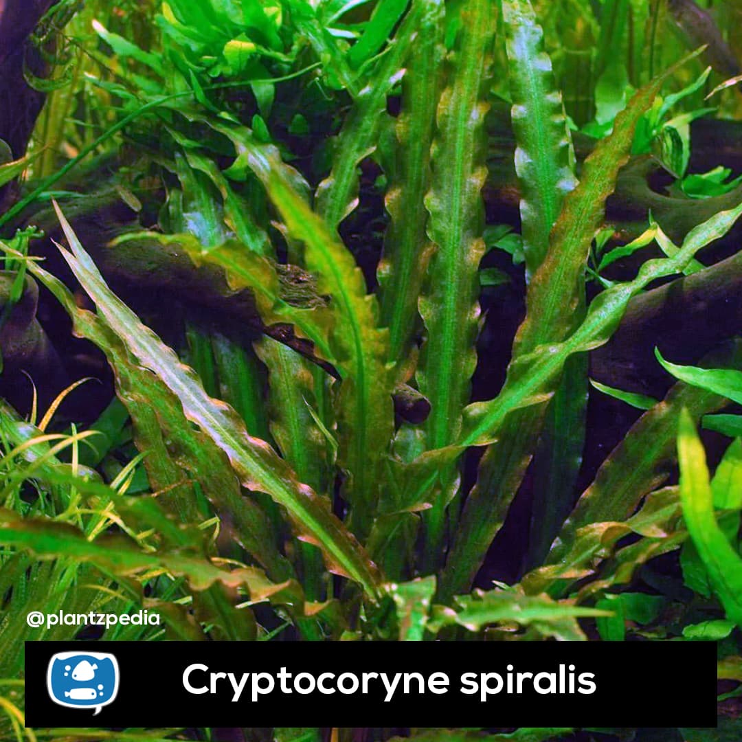 Criptocorine Spiralis