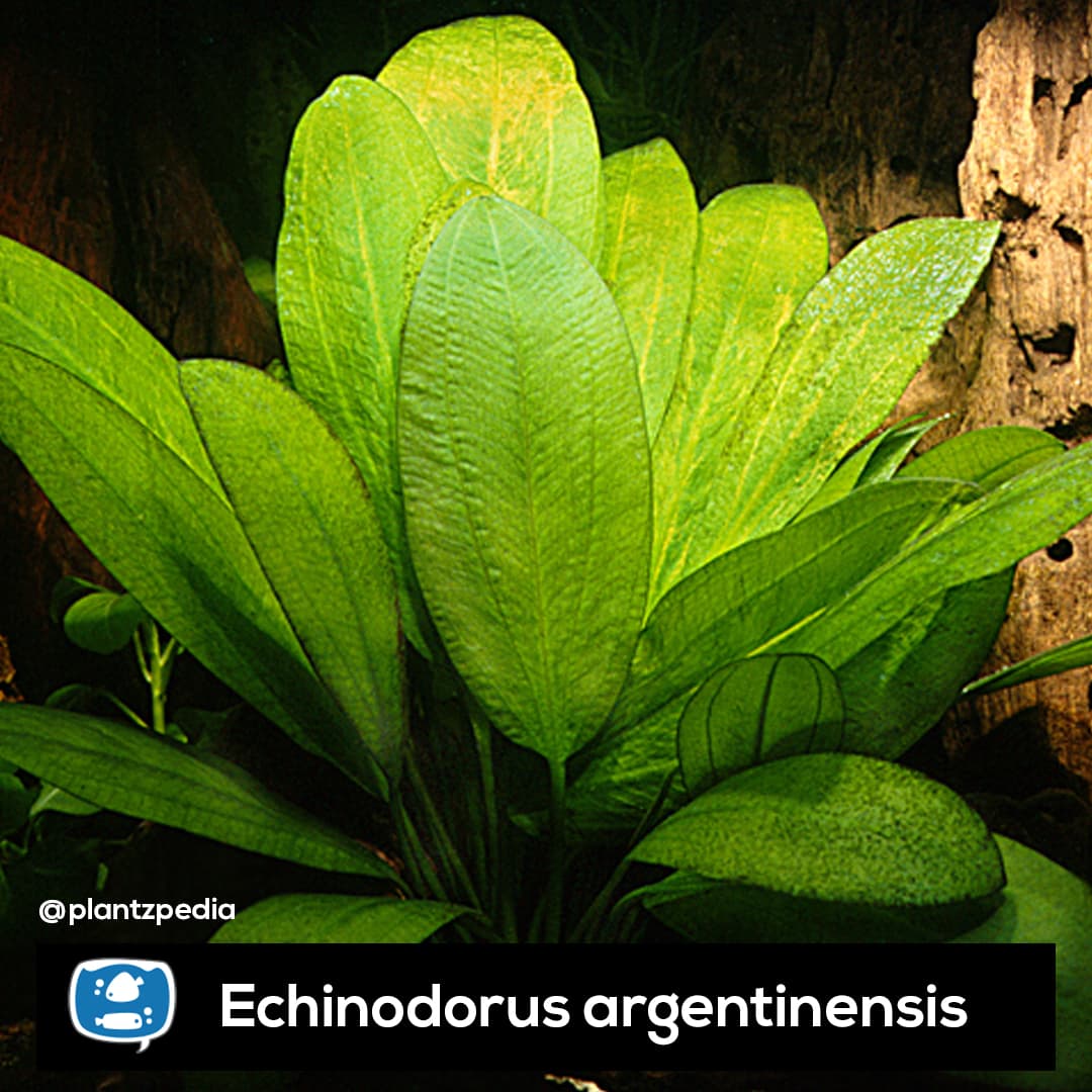 Echinodorus Argentinensis