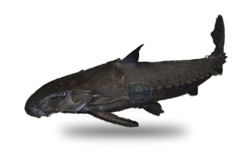 Abotoado