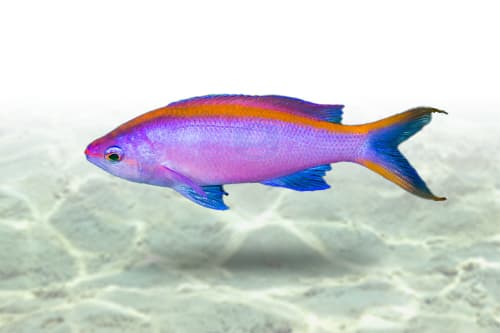 Purple Queen Anthias