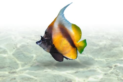 Red Sea Bannerfish