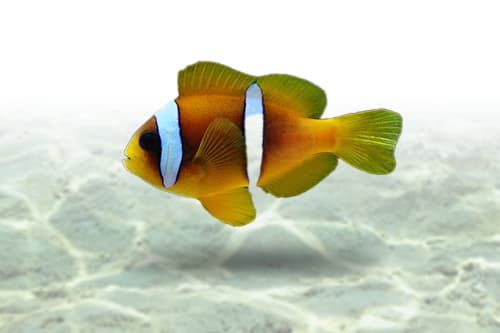 Red Sea Clownfish | Two Banded Clownfish