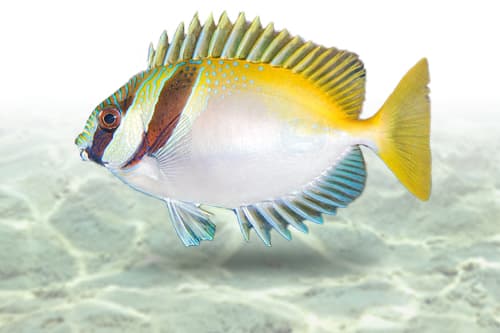 Scribbled Rabbitfish