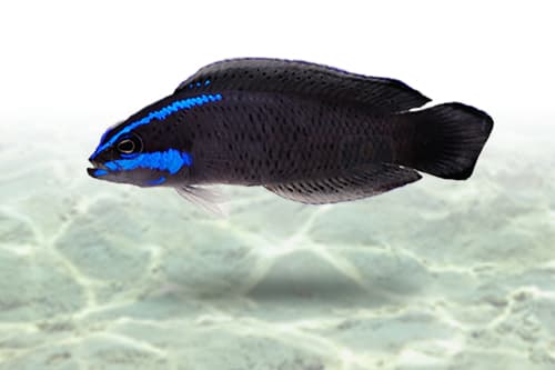 Springeri Dottyback