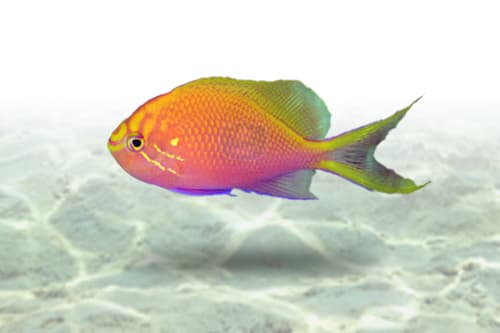 Sunburst Anthias