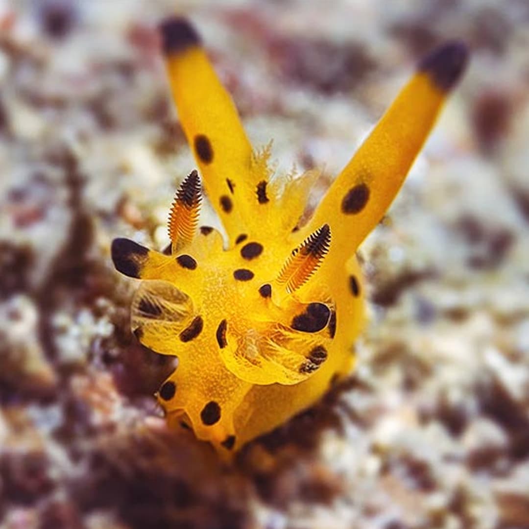 Nudibranch