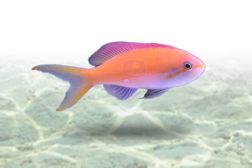 Threadfin Anthias