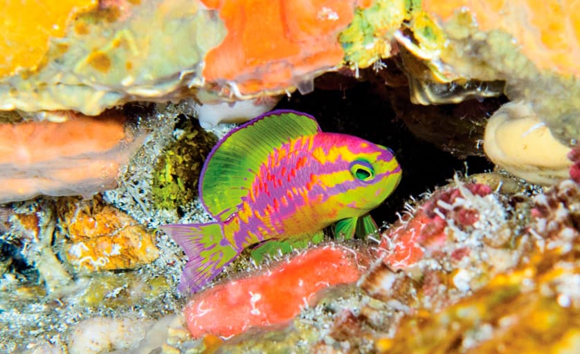 Tosanoides aphrodite: Nova Espécie de Peixe Descoberta