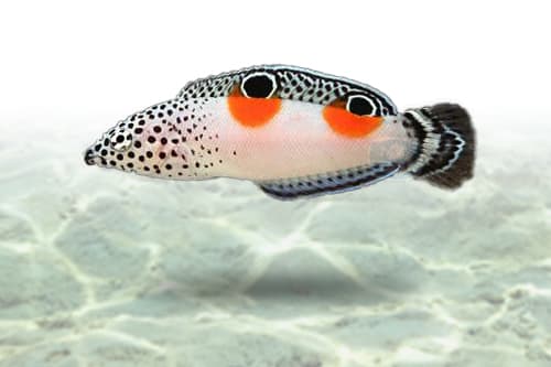 Twin Spot Wrasse
