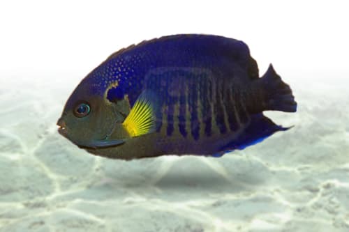 Yellowfin Angel