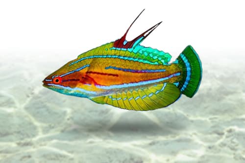 Yellowfin Flasher Wrasse