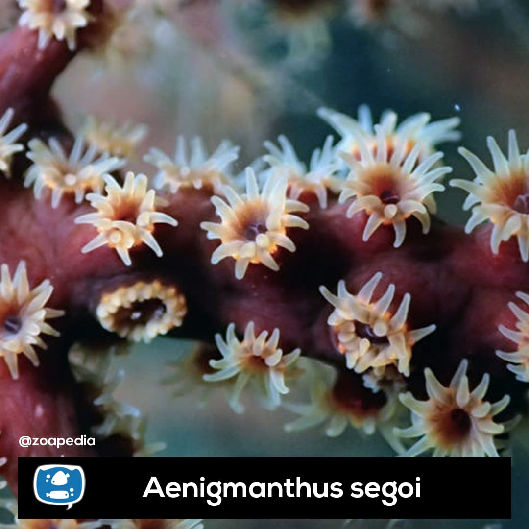 Aenigmanthus segoi