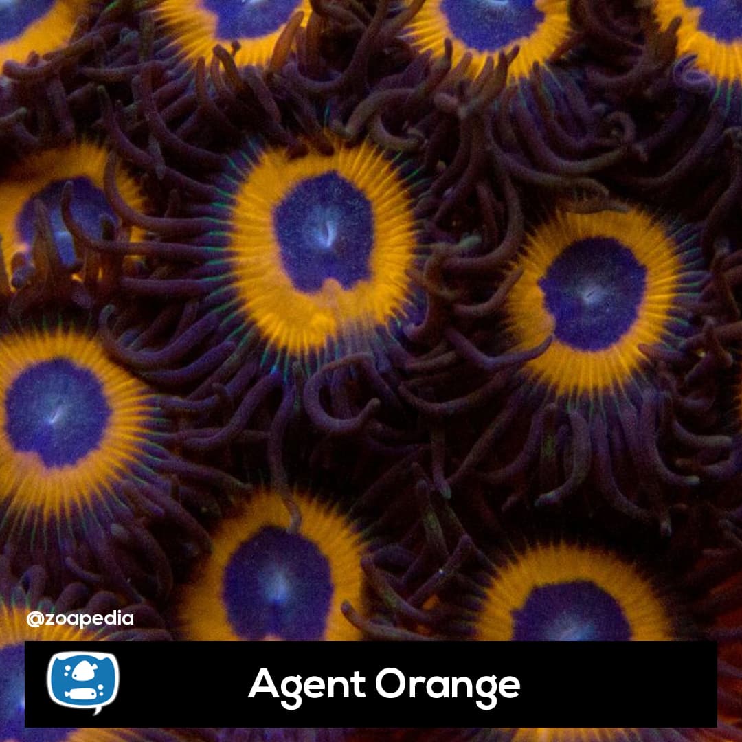 Agent Orange