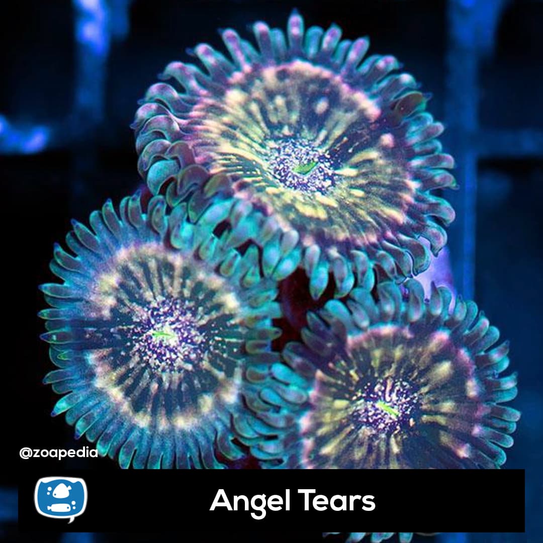 Angel Tears