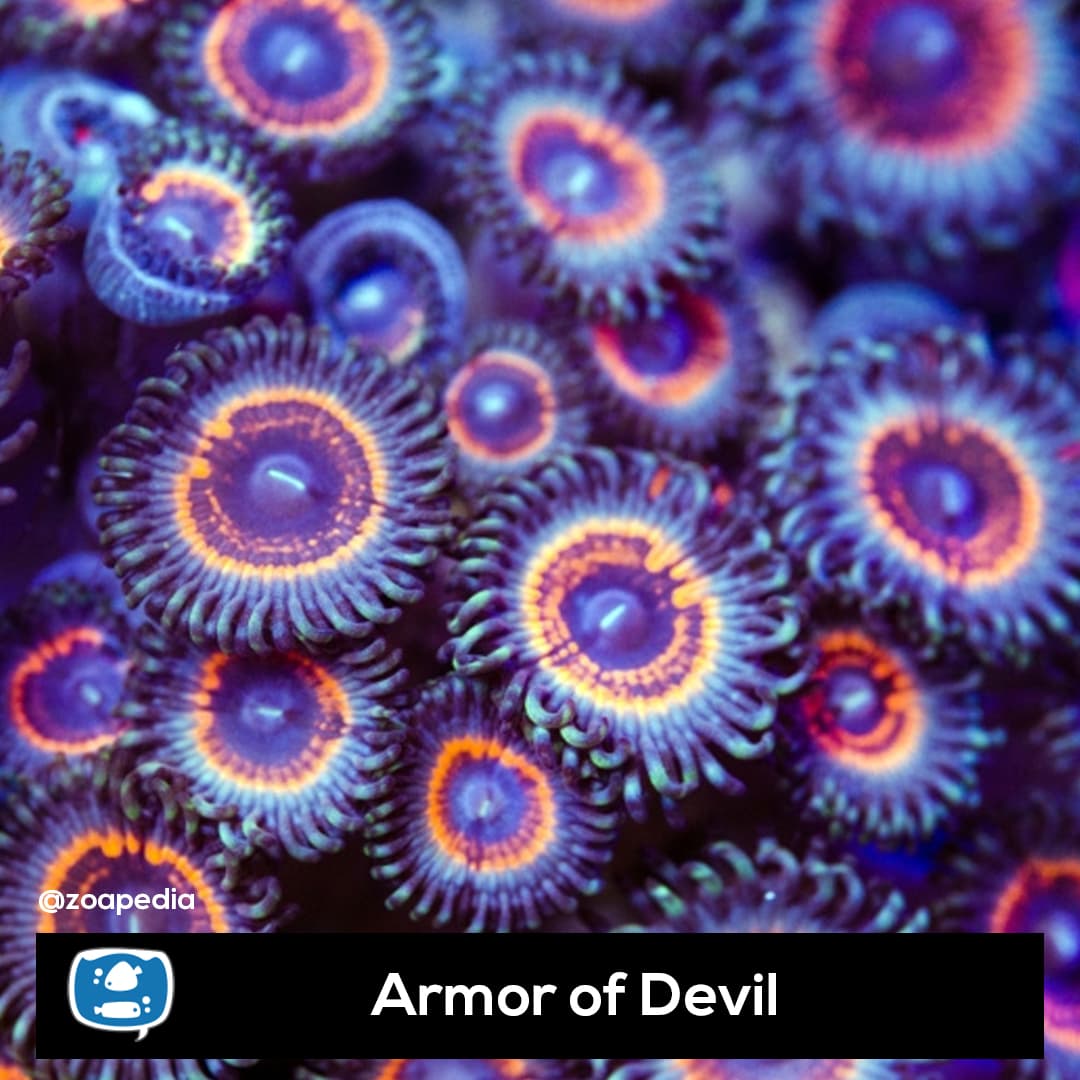 Armor of Devil