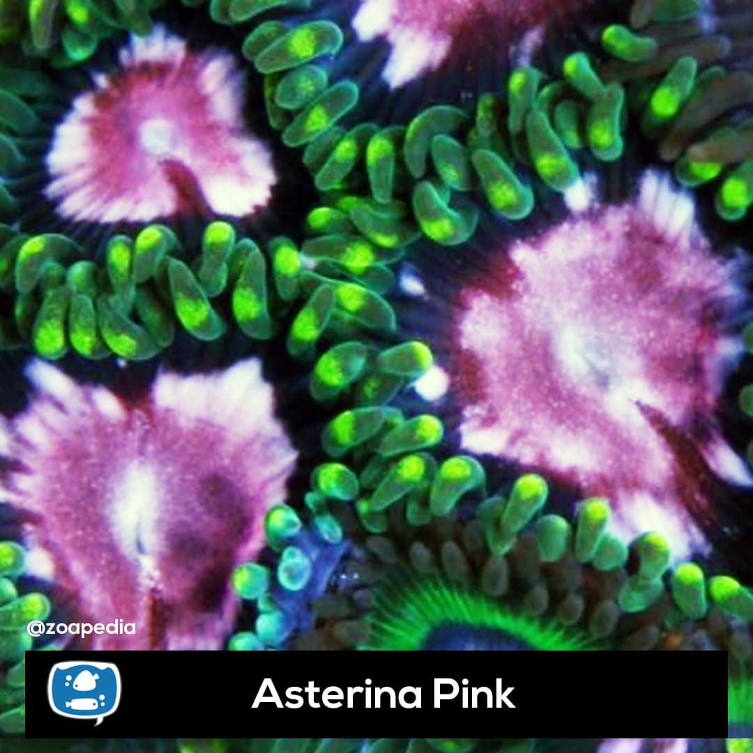 Asterina Pink