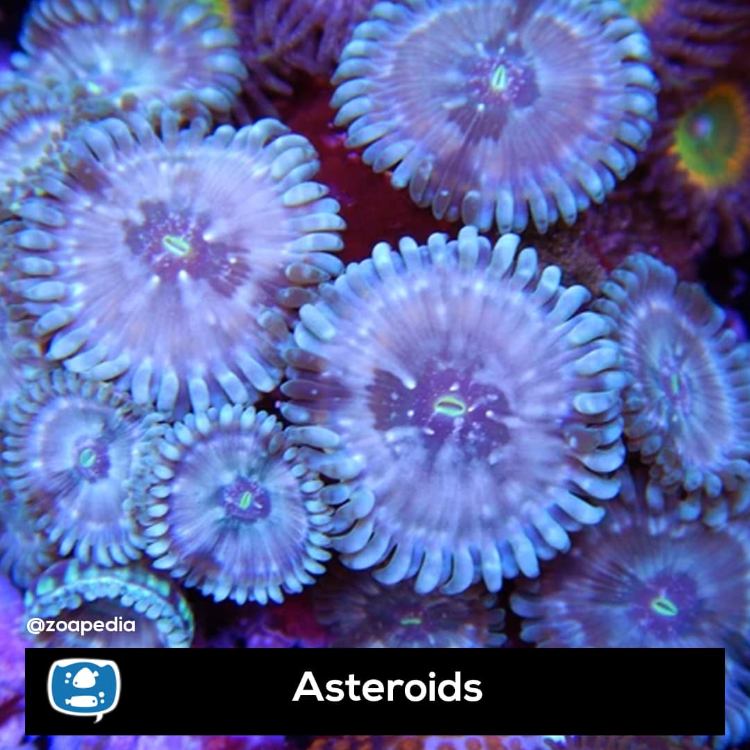 Asteroids