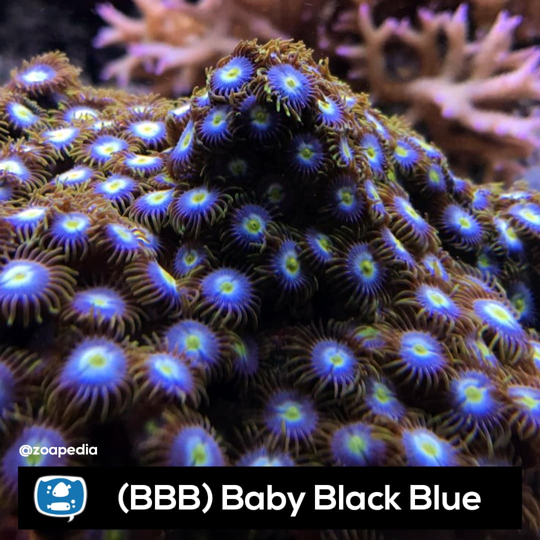 Baby Black Blue