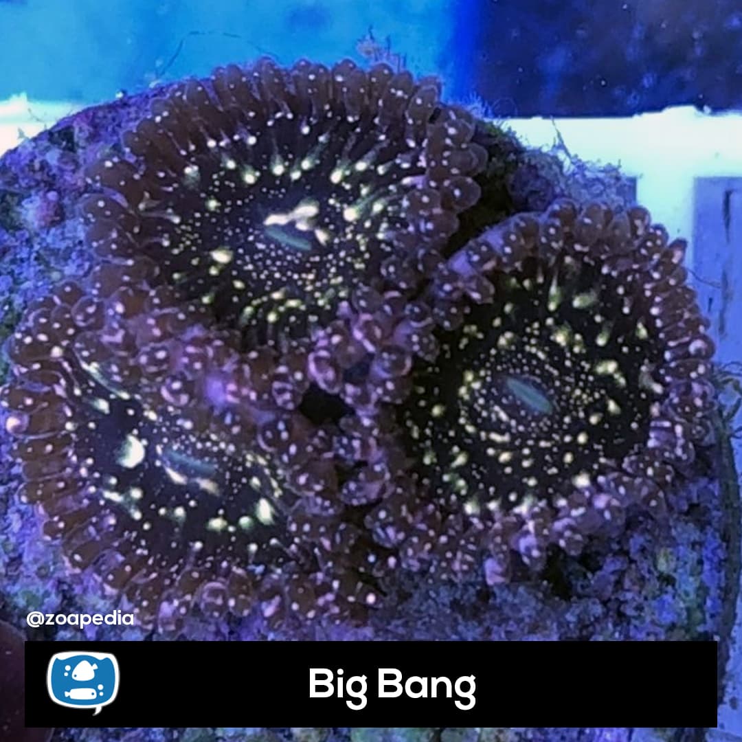 Big Bang