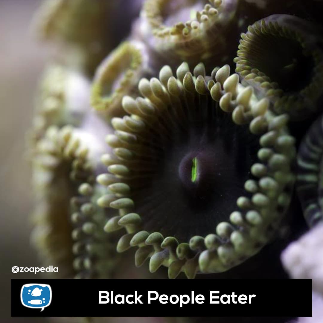 Black People Eater