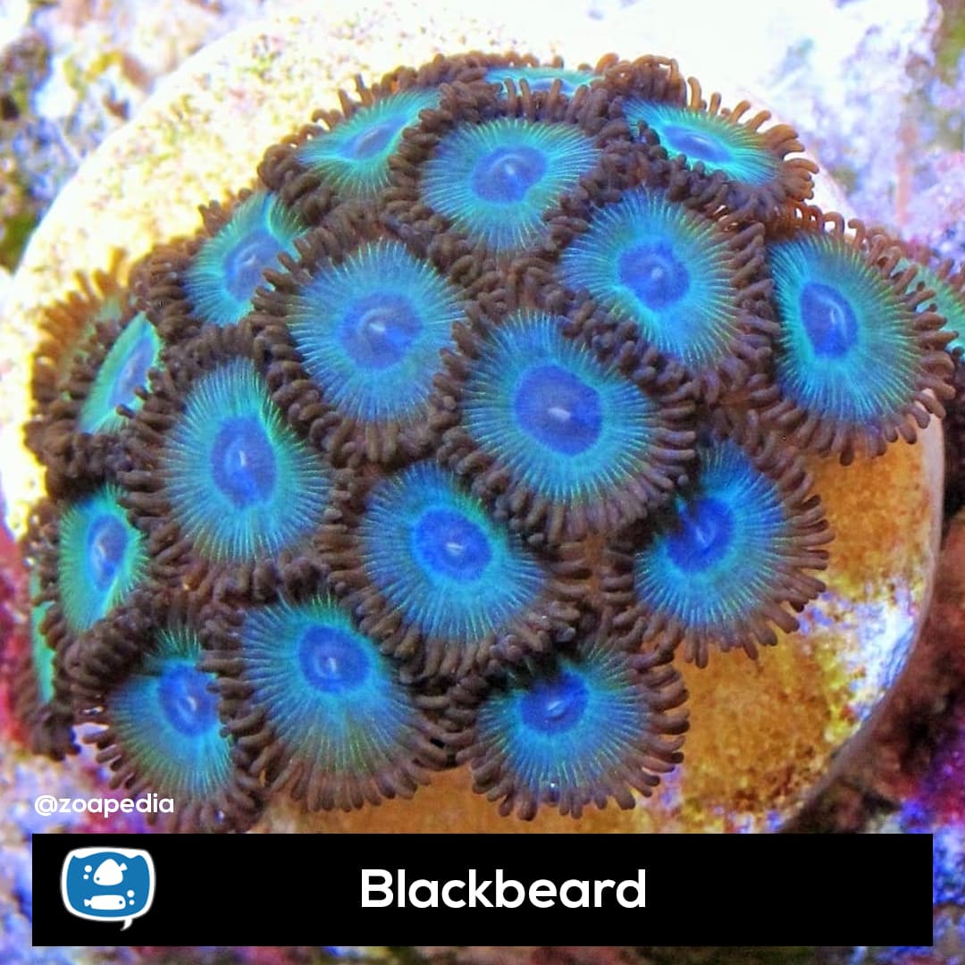 Blackbeard