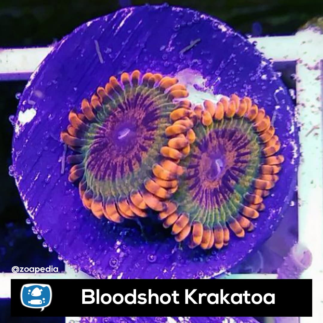 Bloodshot Speckled Krakatoa