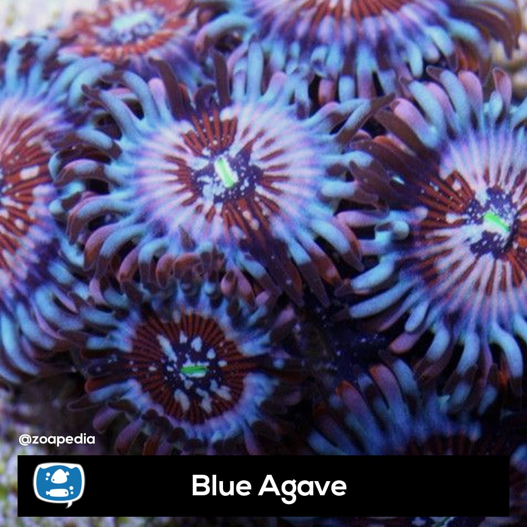 Blue Agave