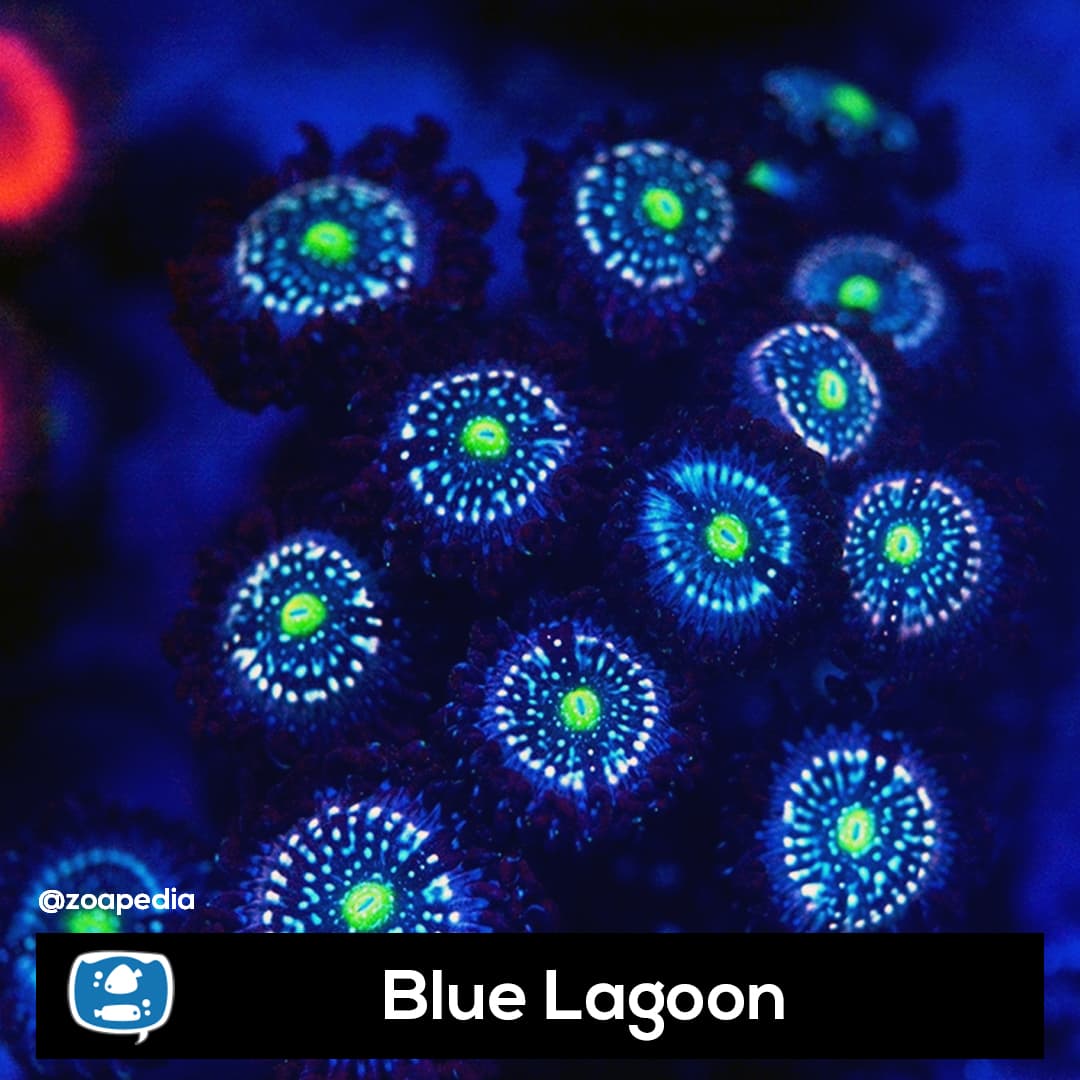 Blue Lagoon