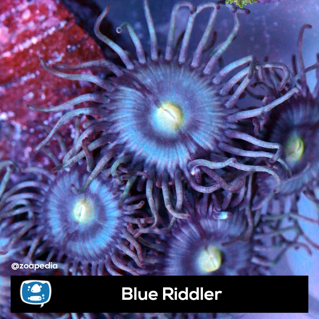 Blue Riddler