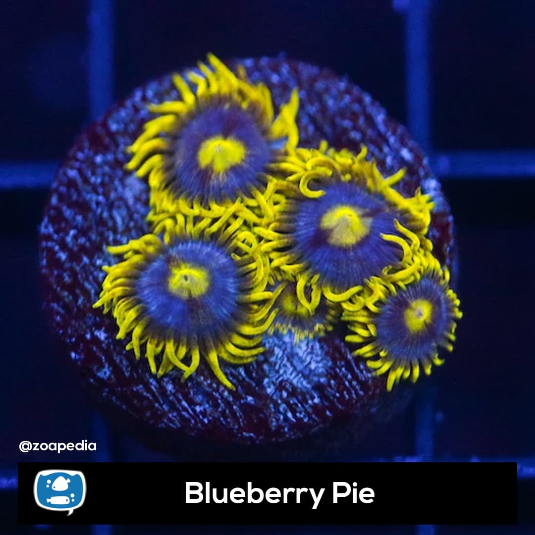 Blueberry Pie
