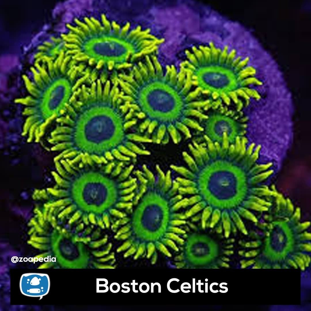 Boston Celtics