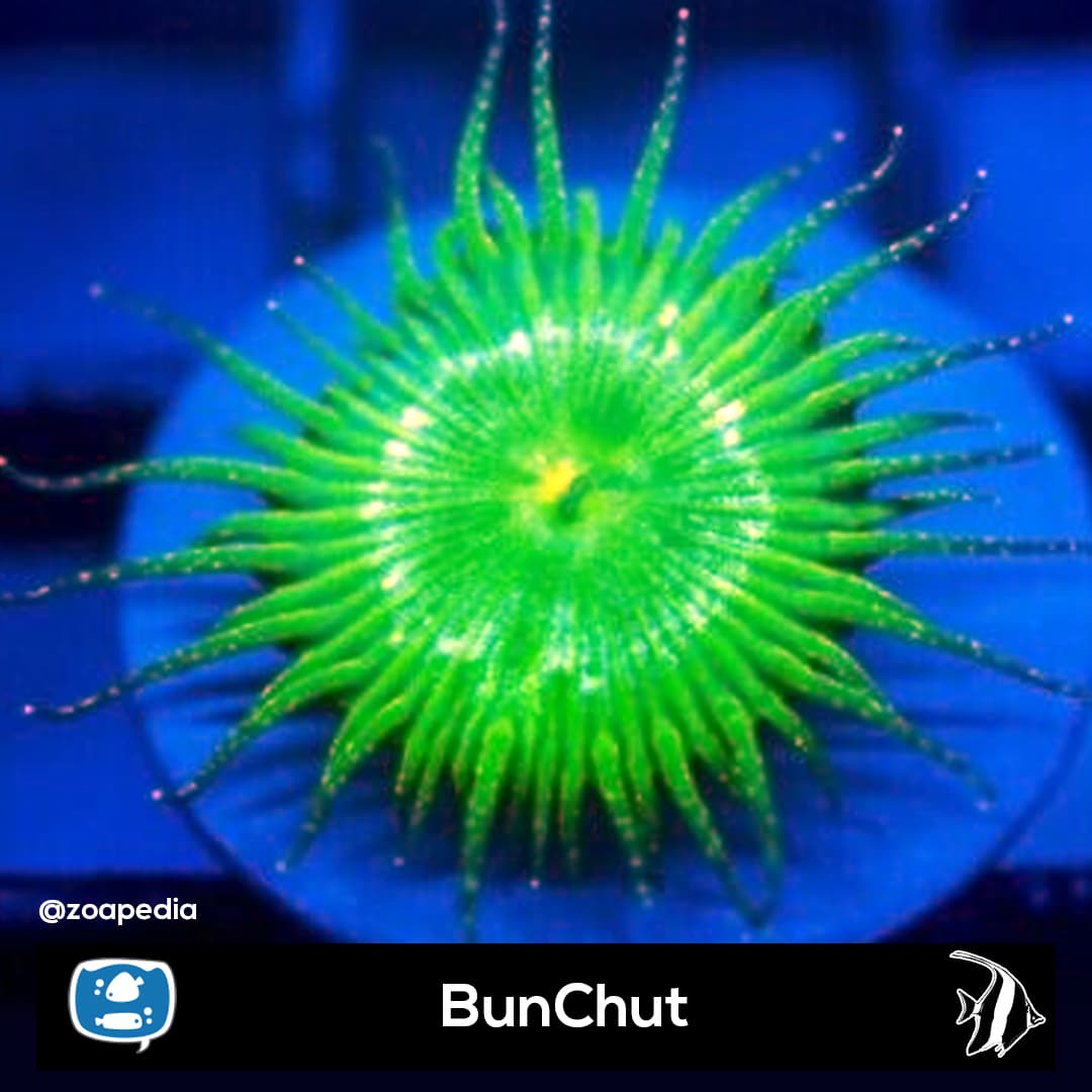 BunChut