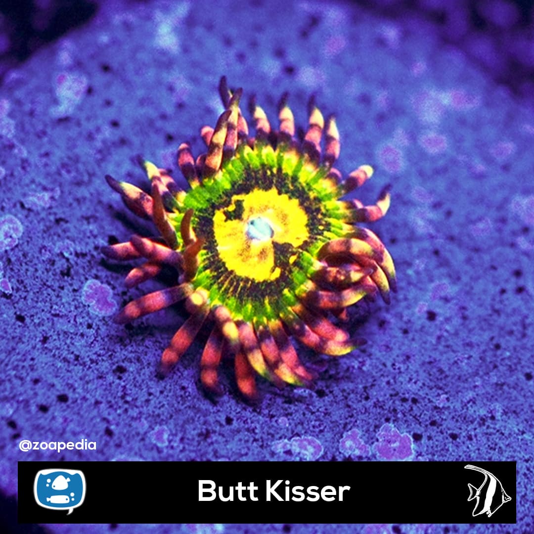 Butt Kisser