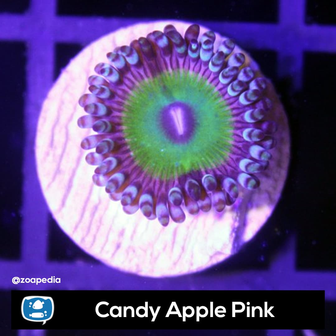 Candy Apple Pink