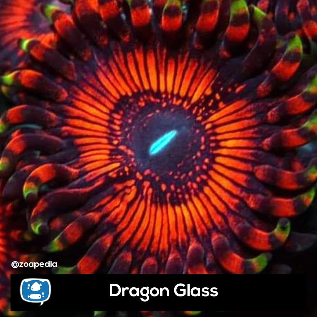 Dragon Glass