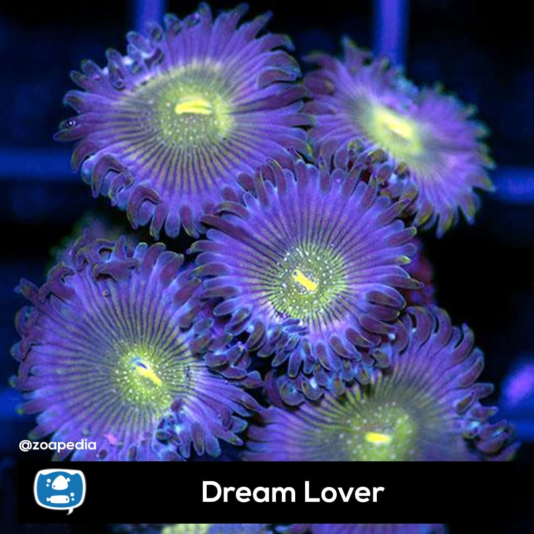 Dream Lover