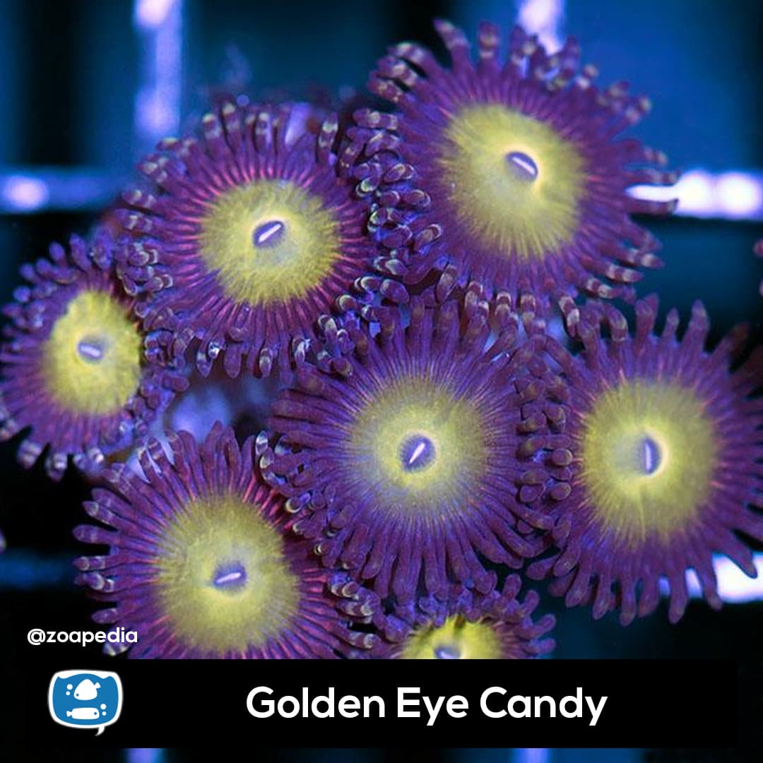 Golden Eye Candy